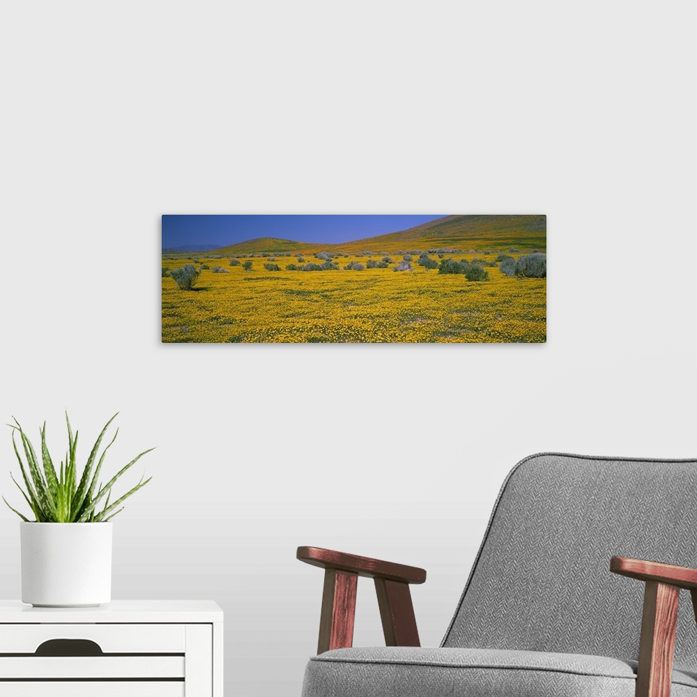 A modern room featuring Wildflowers on a landscape, California,