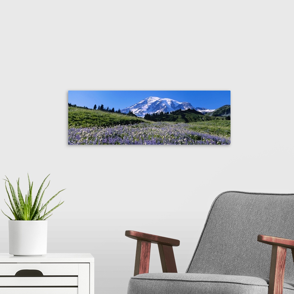 A modern room featuring Wildflowers on a landscape, Mt Rainier National Park, Washington State