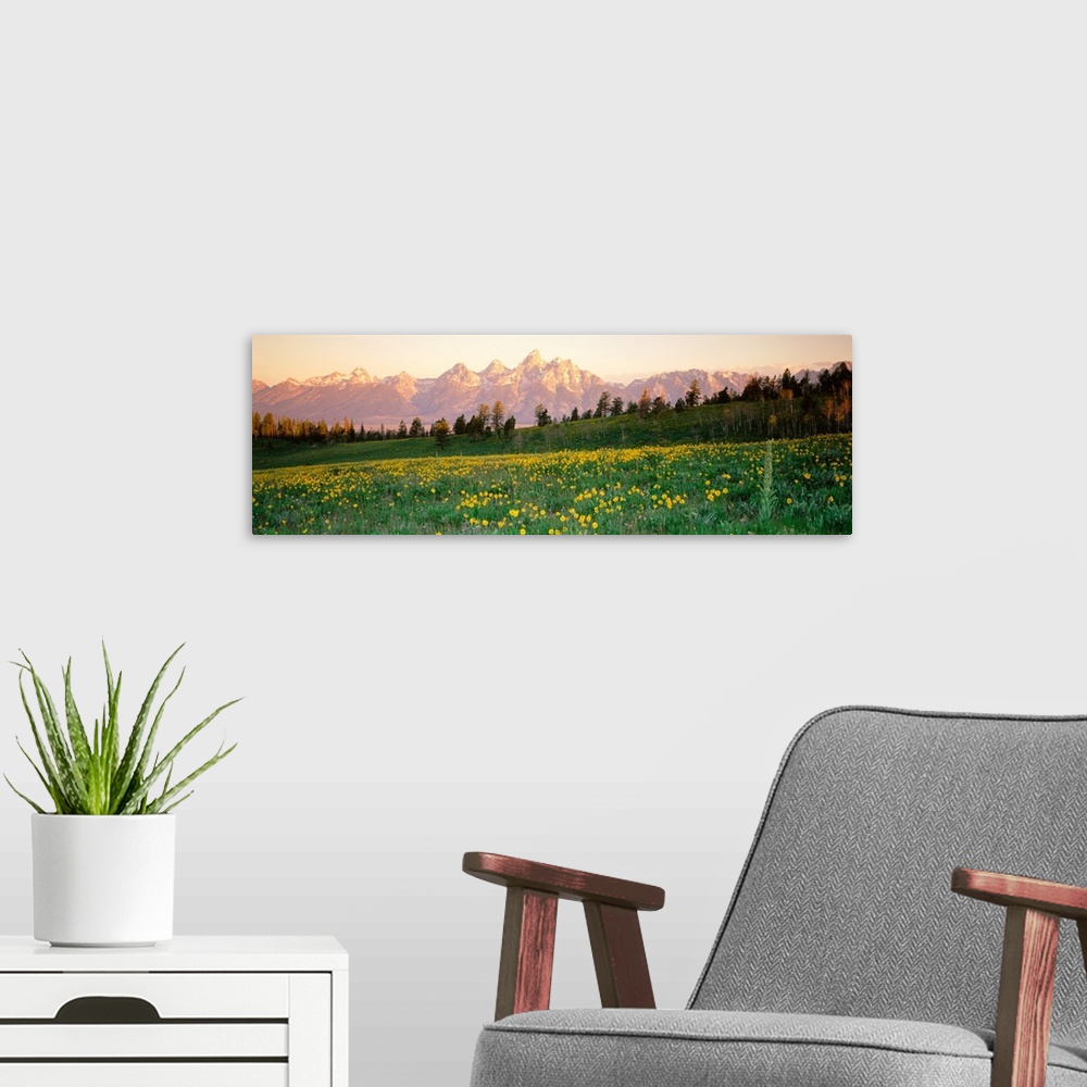 A modern room featuring Wildflowers on a landscape with a mountain range in the background, Teton Range, Grand Teton Nati...