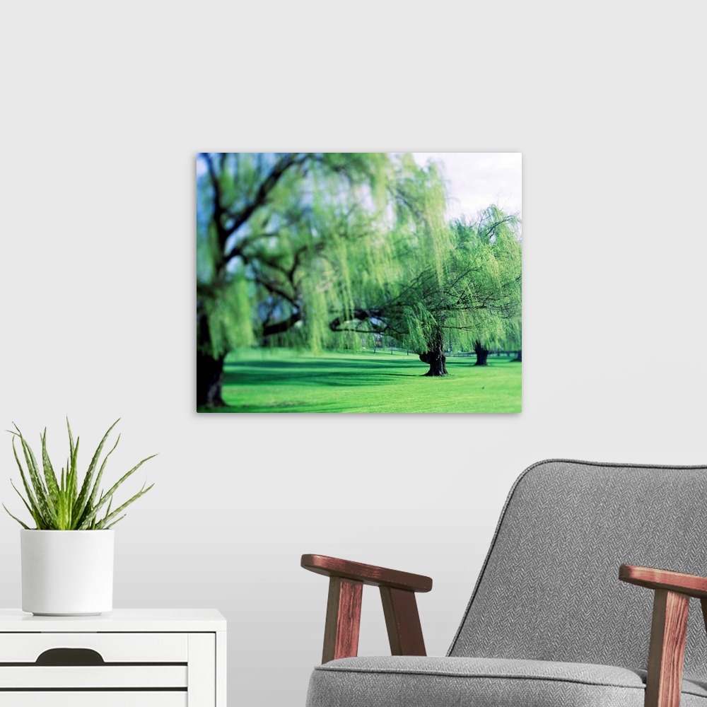 A modern room featuring This beautiful decorative accent is a row of weeping willows growing in a park and has been photo...