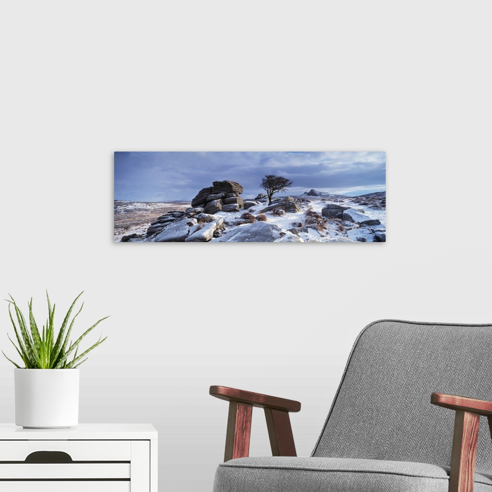 A modern room featuring Windswept tree in snow covered field Dartmoor Devon England