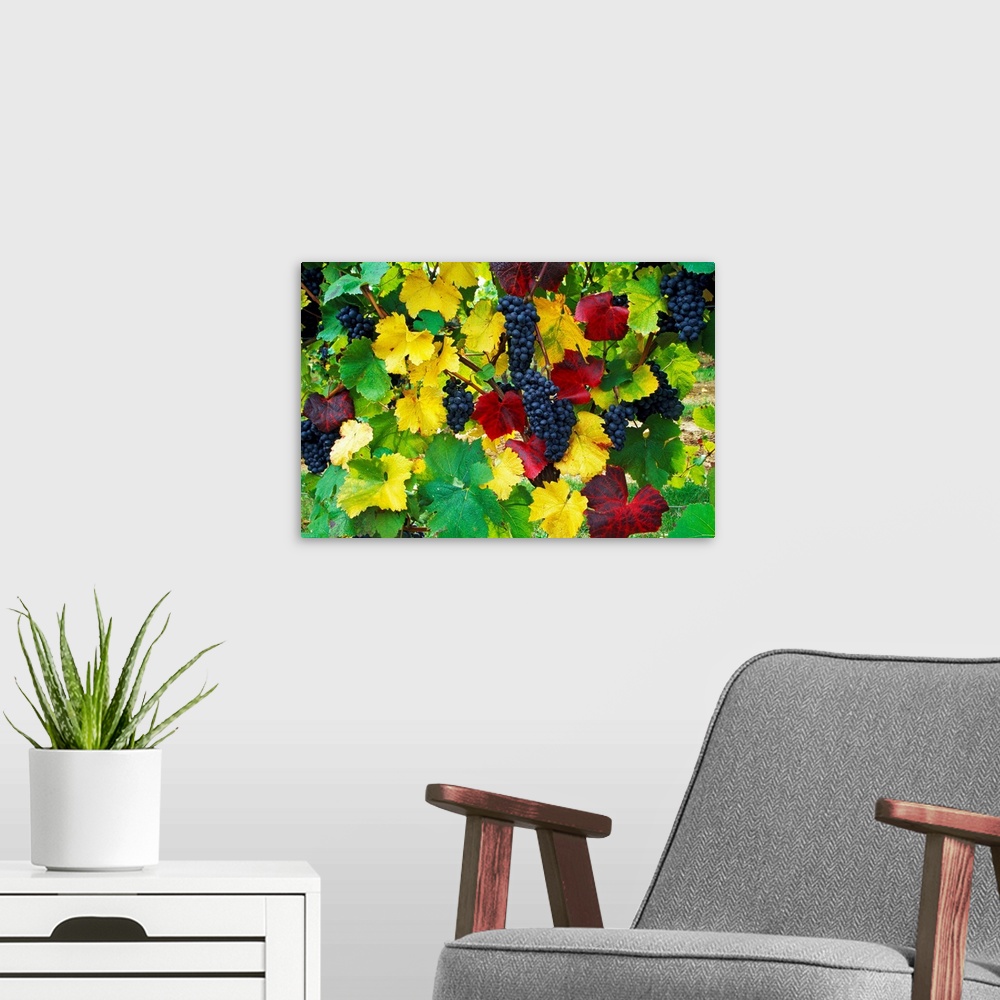 A modern room featuring Huge photograph includes clumps of fruit dangling from thin branches encompassed by colorful leav...