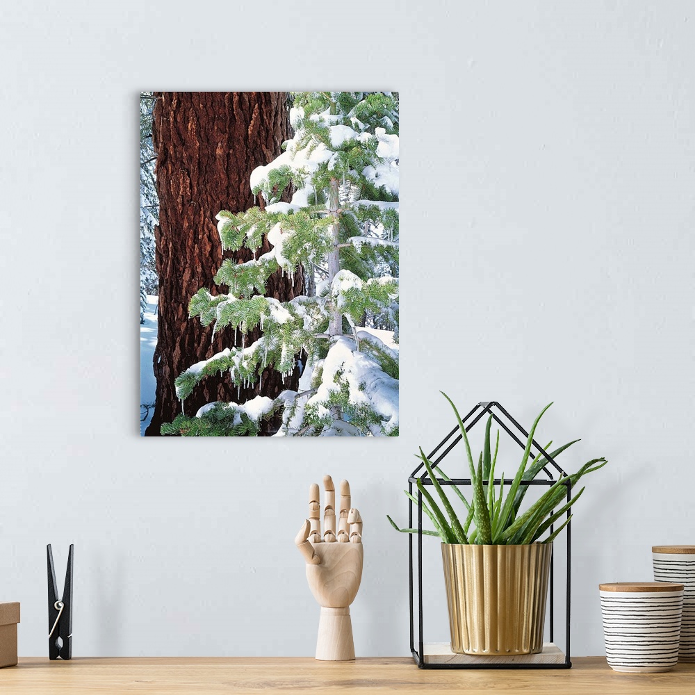 A bohemian room featuring Winter Tree Sierra Nevada Mts CA