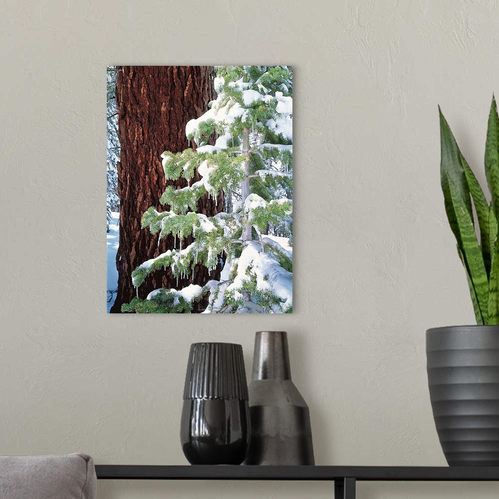 A modern room featuring Winter Tree Sierra Nevada Mts CA
