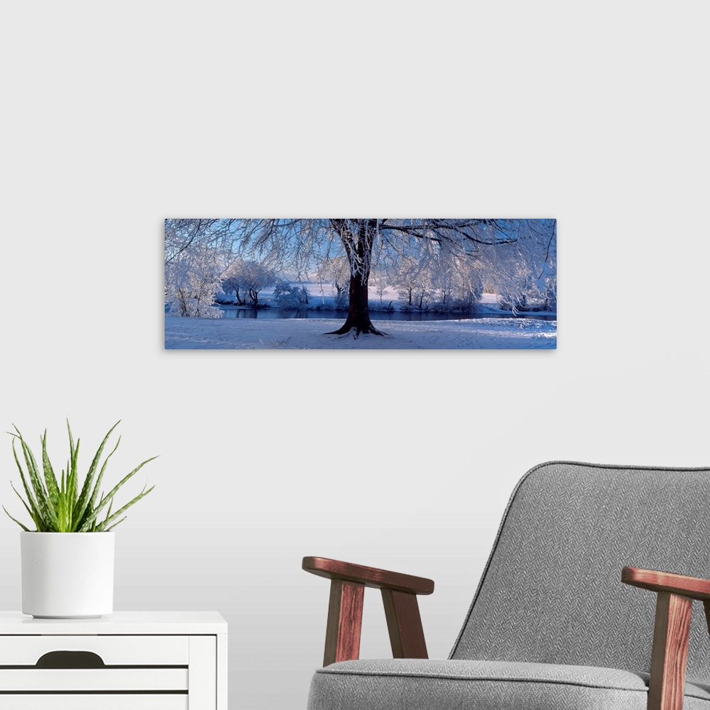 A modern room featuring Panoramic size wall art of a tree covered in snow and ice in this landscape photograph.