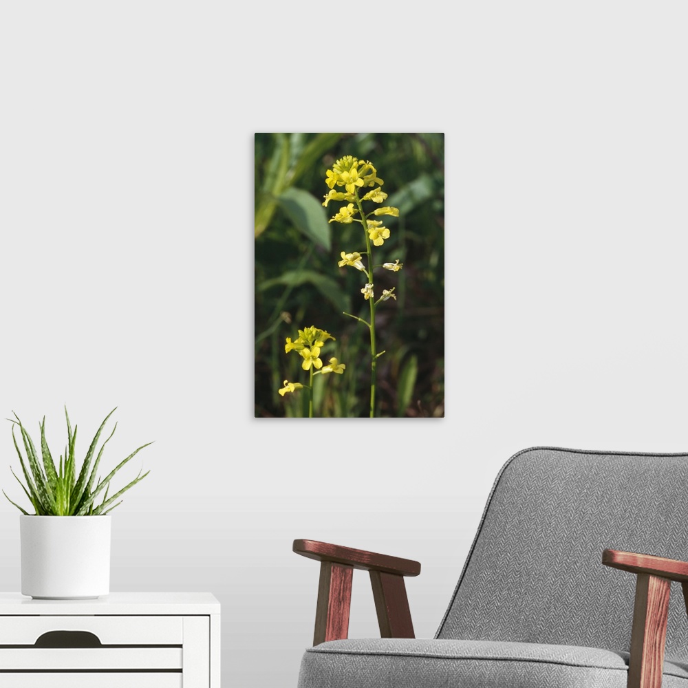 A modern room featuring Wintercress flowers (Barbarea vulgaris) blooming, close up, New York