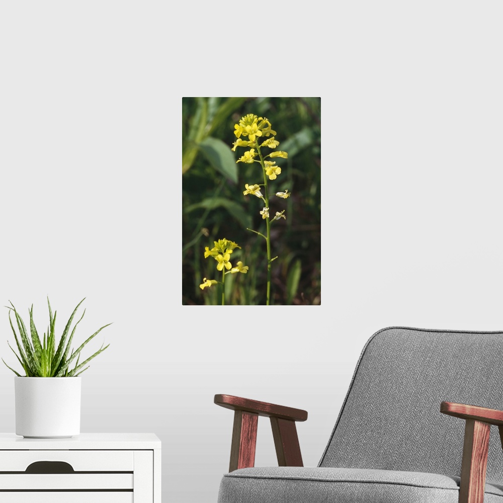 A modern room featuring Wintercress flowers (Barbarea vulgaris) blooming, close up, New York