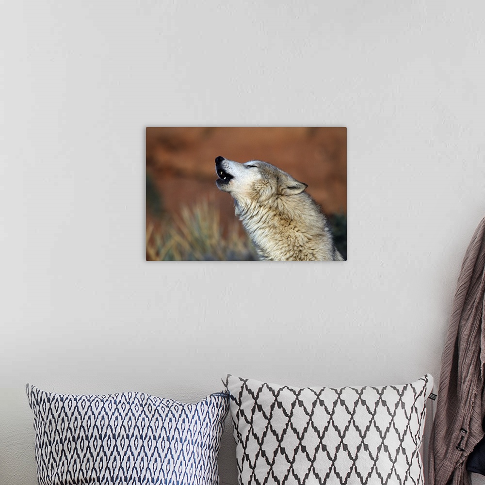 A bohemian room featuring Wolf Howling