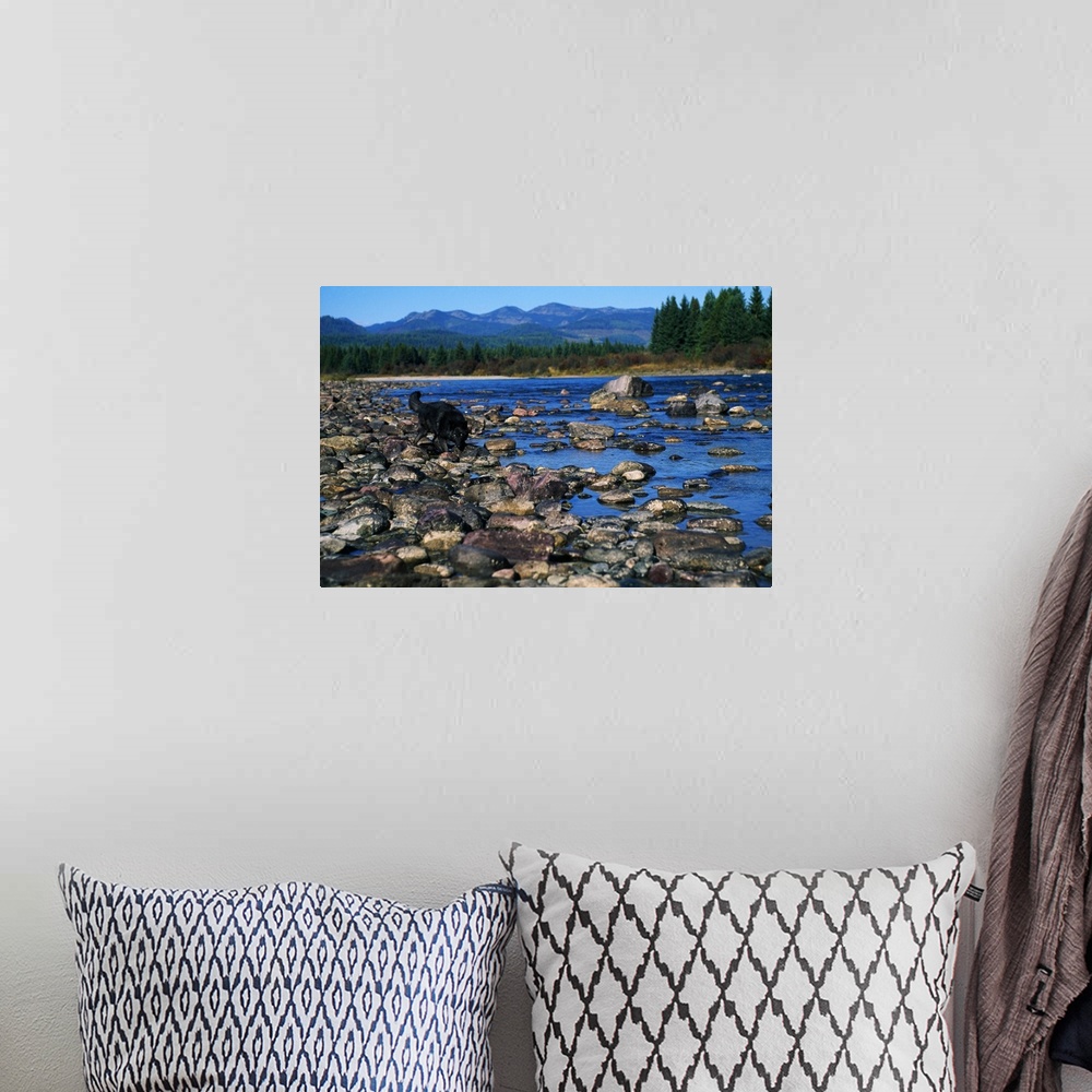 A bohemian room featuring Wolf On Rocks At Edge Of Flathead River