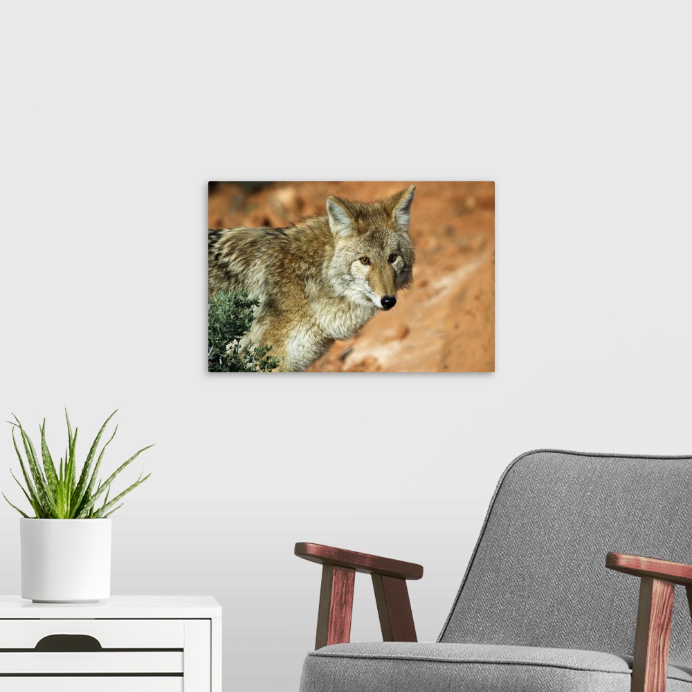 A modern room featuring Wolf Portrait