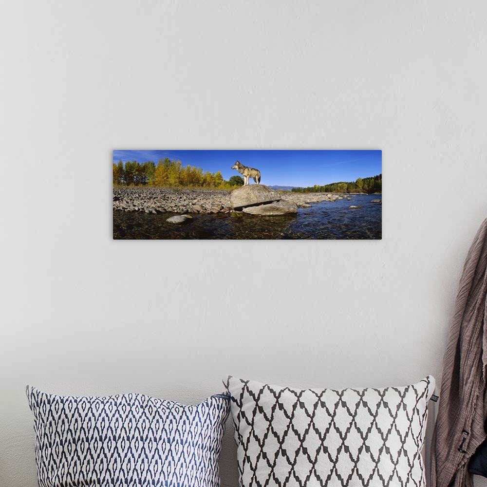 A bohemian room featuring Photograph of a lone wolf standing on a large rock at the edge of a river in Montana.