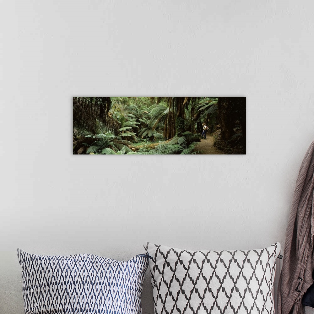 A bohemian room featuring Woman standing in a forest, Temperate Rainforest, Tarra Bulga National Park, Victoria, Australia