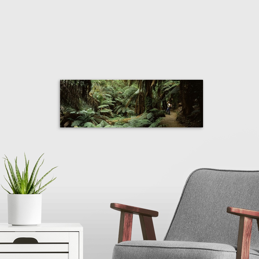 A modern room featuring Woman standing in a forest, Temperate Rainforest, Tarra Bulga National Park, Victoria, Australia