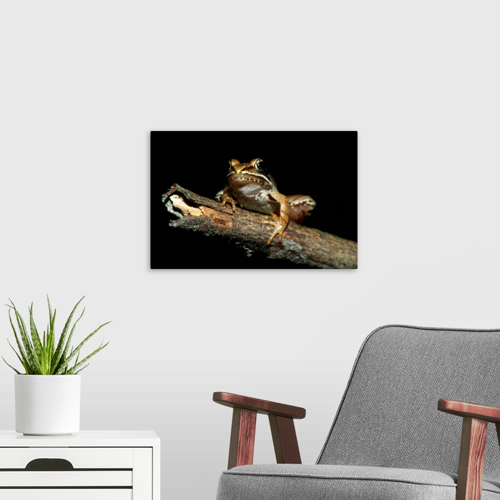 A modern room featuring Wood Frog (Rana Sylvatica) On Dead Tree Branch