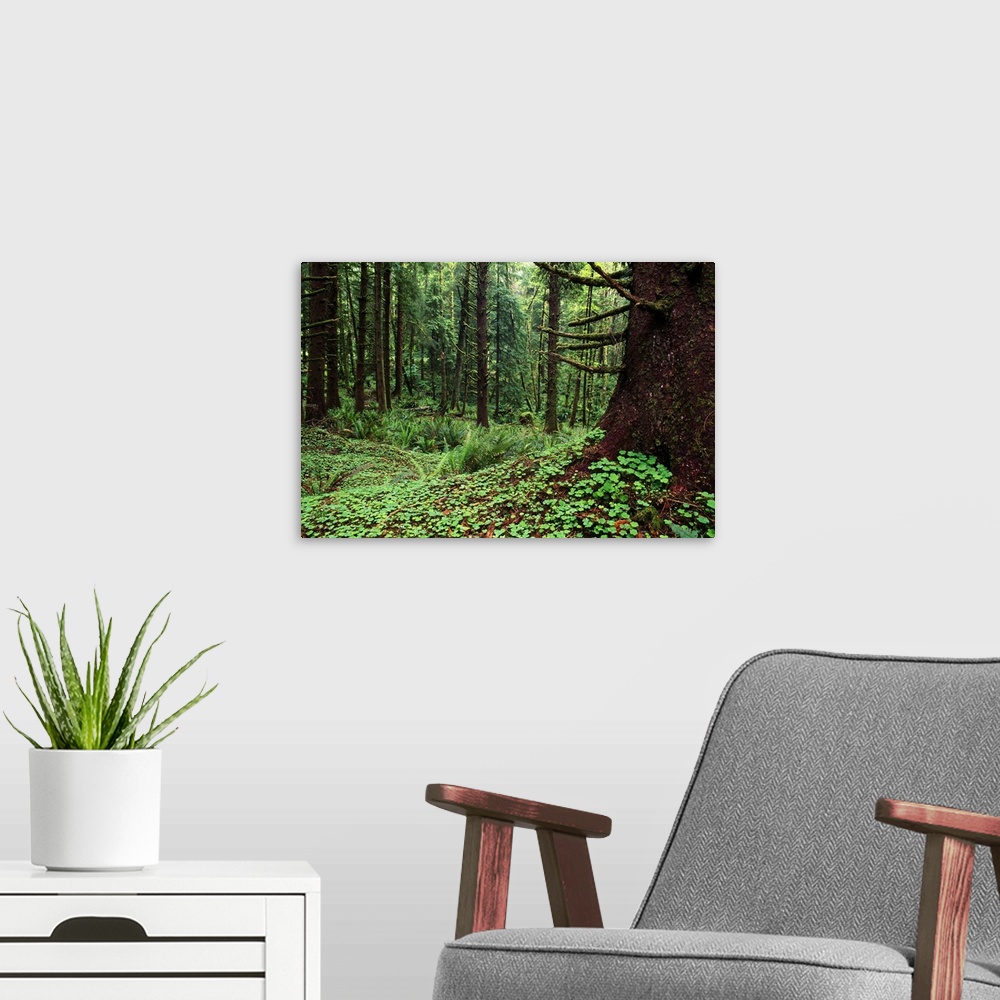 A modern room featuring Wood Sorrel Plants (Oxalis Oregana) Growing In Sitka Spruce Tree Forest