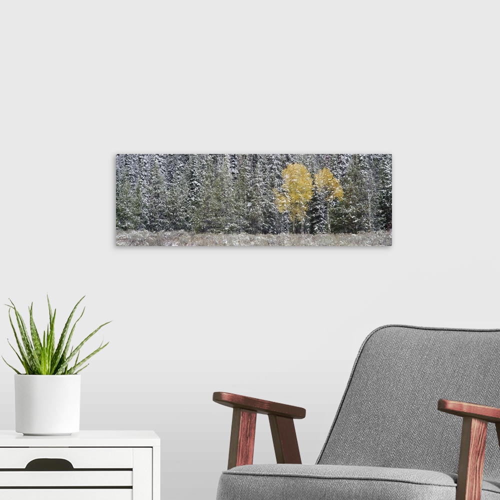 A modern room featuring Wyoming, Grand Teton National Park, Pine trees in a forest