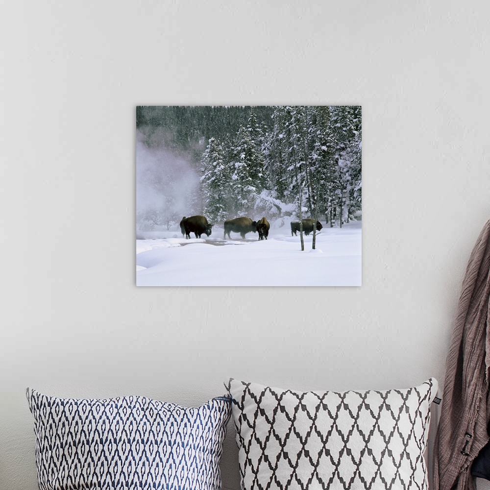 A bohemian room featuring Wyoming, View of bison in the snow