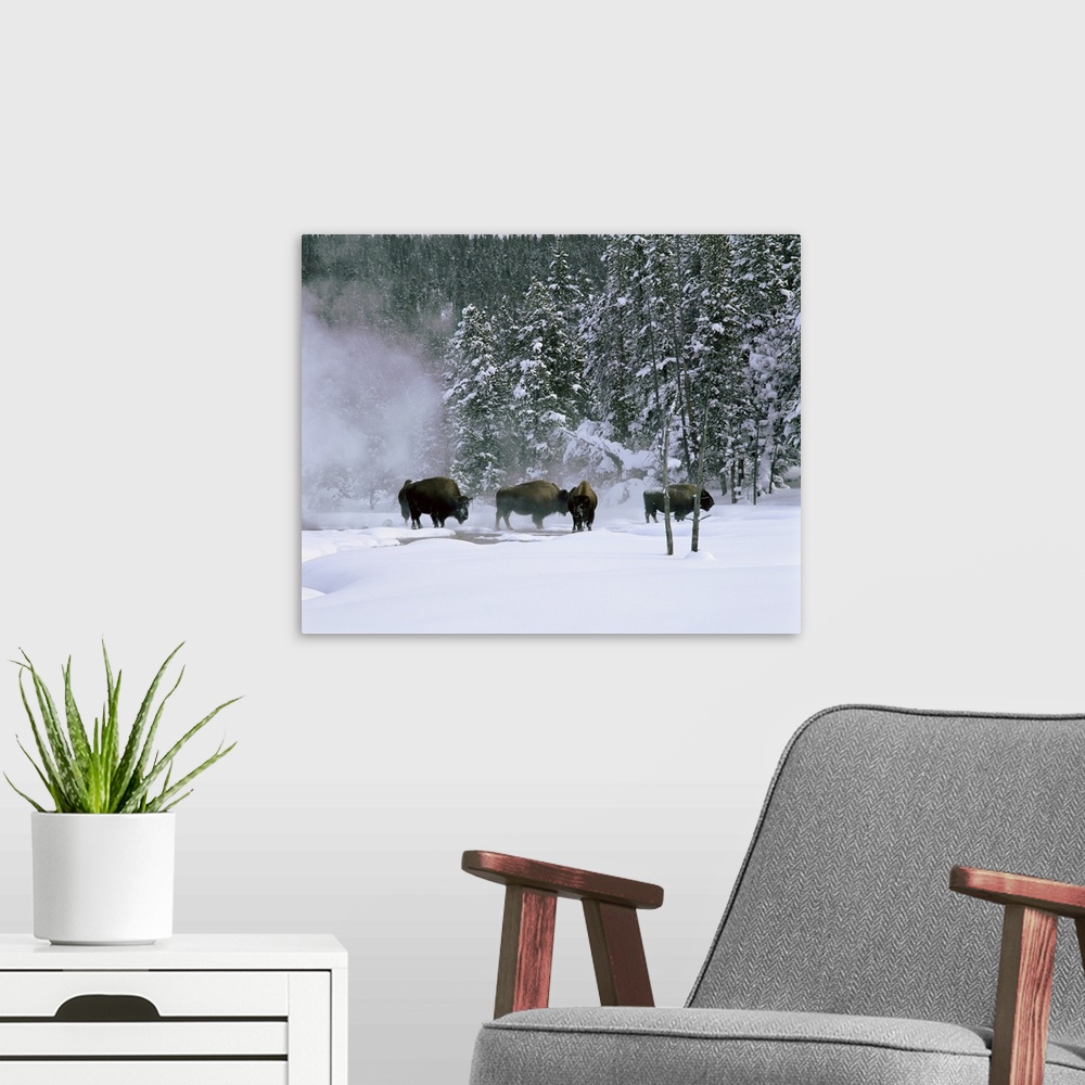 A modern room featuring Wyoming, View of bison in the snow
