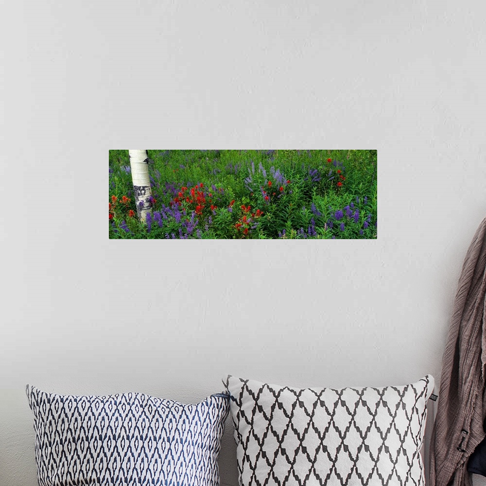 A bohemian room featuring Panoramic photograph taken of wild flowers that have grown around an aspen tree.