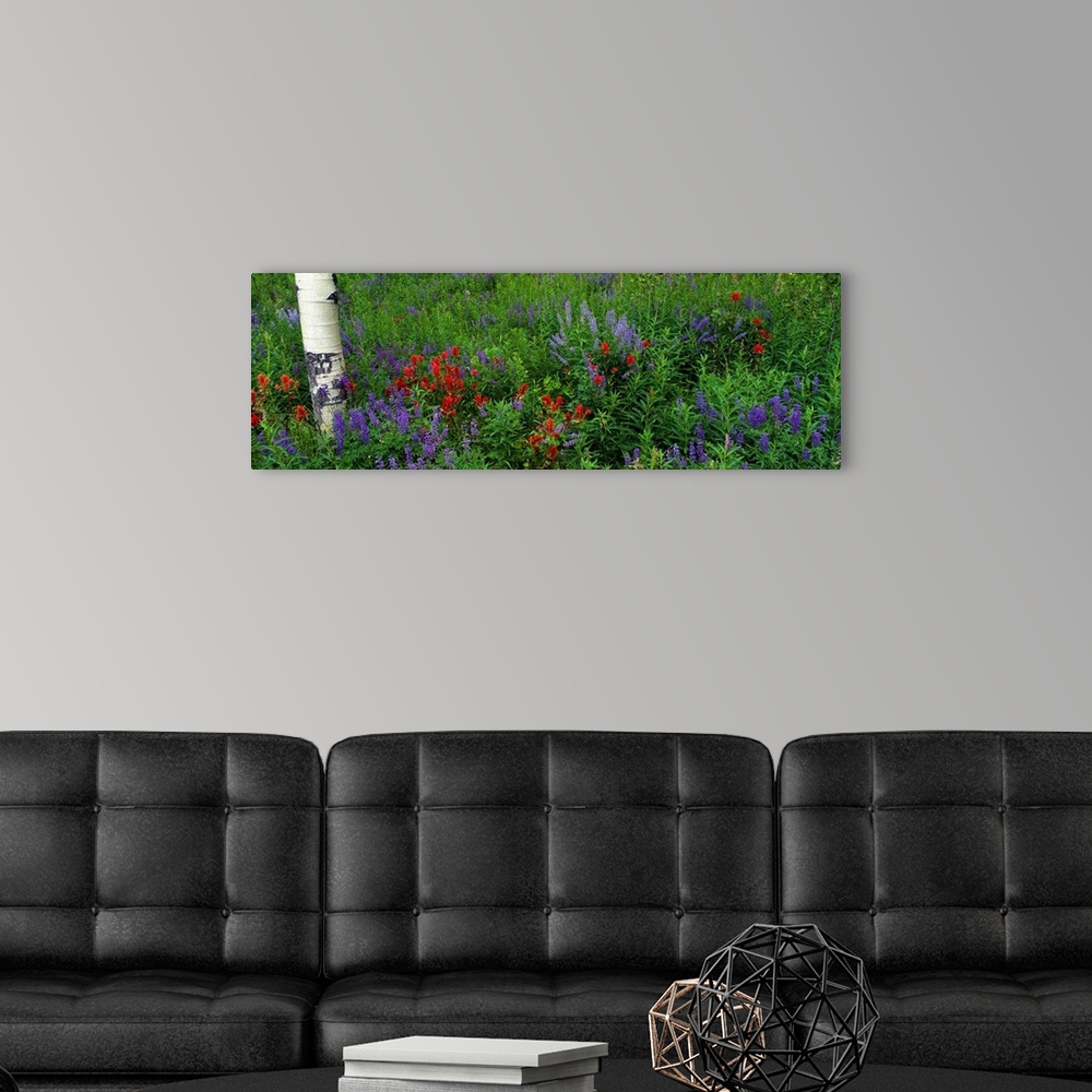 A modern room featuring Panoramic photograph taken of wild flowers that have grown around an aspen tree.