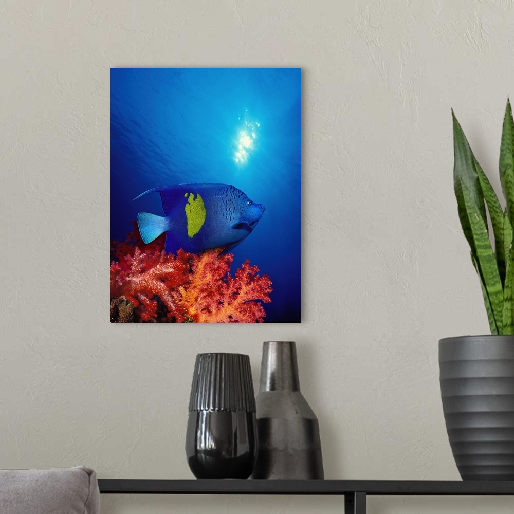 A modern room featuring Yellow Banded angelfish (Pomacanthus maculosus) with soft corals in the ocean