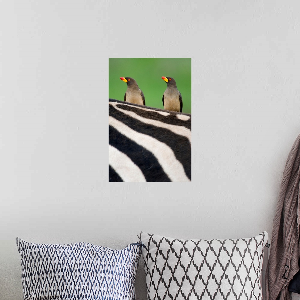 A bohemian room featuring Yellow Billed oxpeckers (Buphagus africanus) on top of a zebra, Ngorongoro Crater, Ngorongoro, Ta...