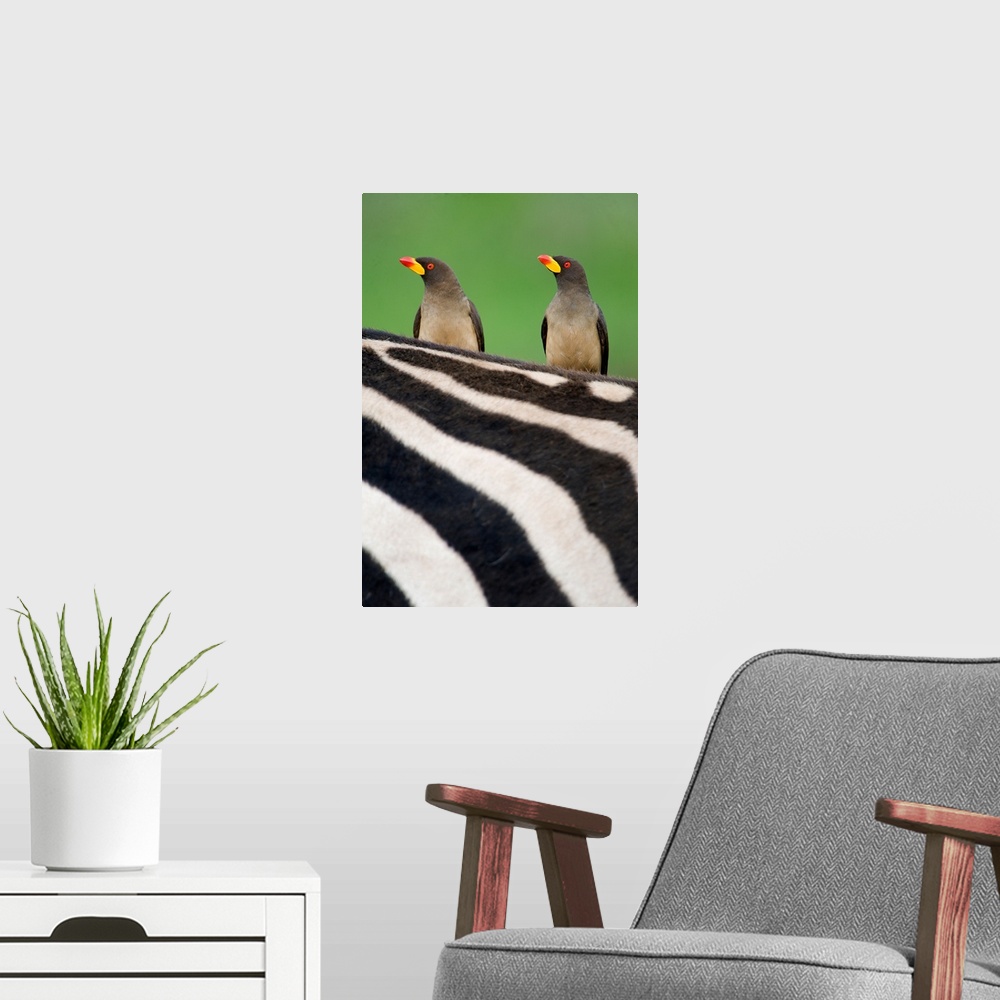 A modern room featuring Yellow Billed oxpeckers (Buphagus africanus) on top of a zebra, Ngorongoro Crater, Ngorongoro, Ta...