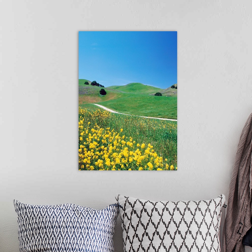 A bohemian room featuring Yellow flowers along side rural road with rolling landscape II