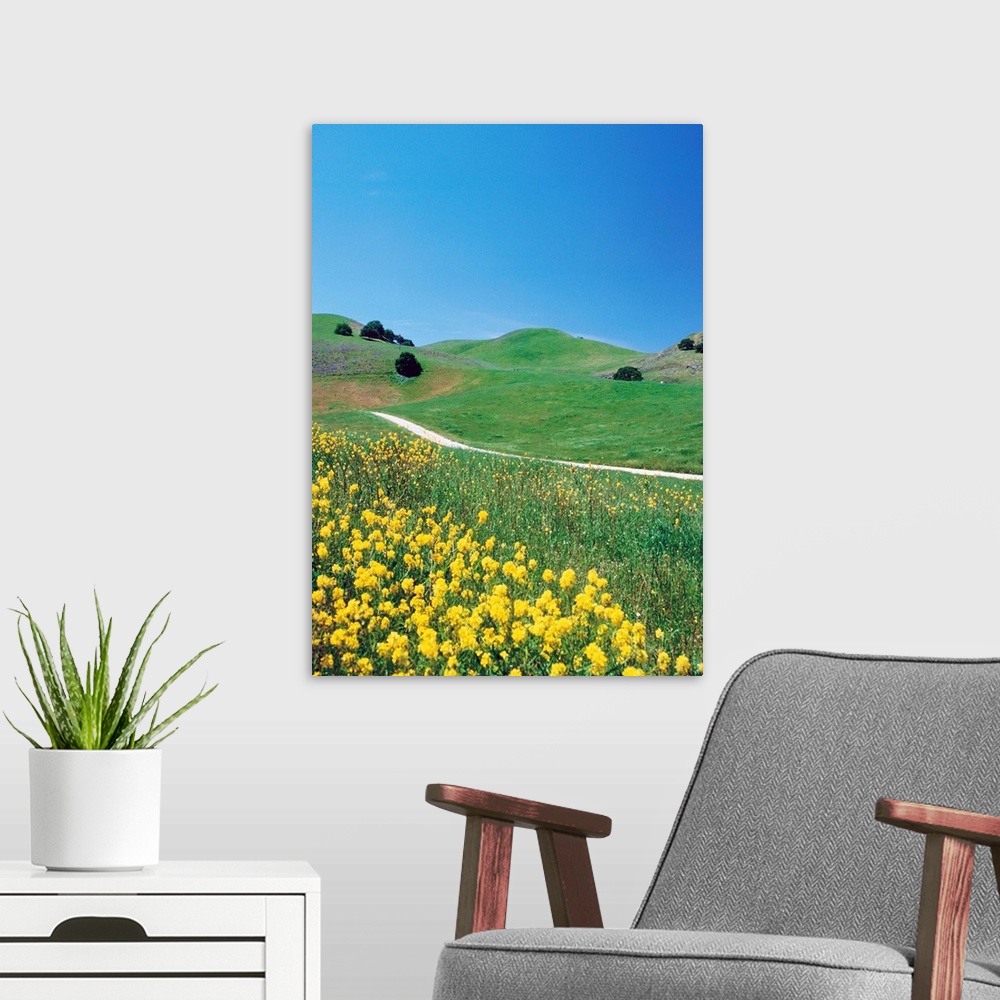 A modern room featuring Yellow flowers along side rural road with rolling landscape II