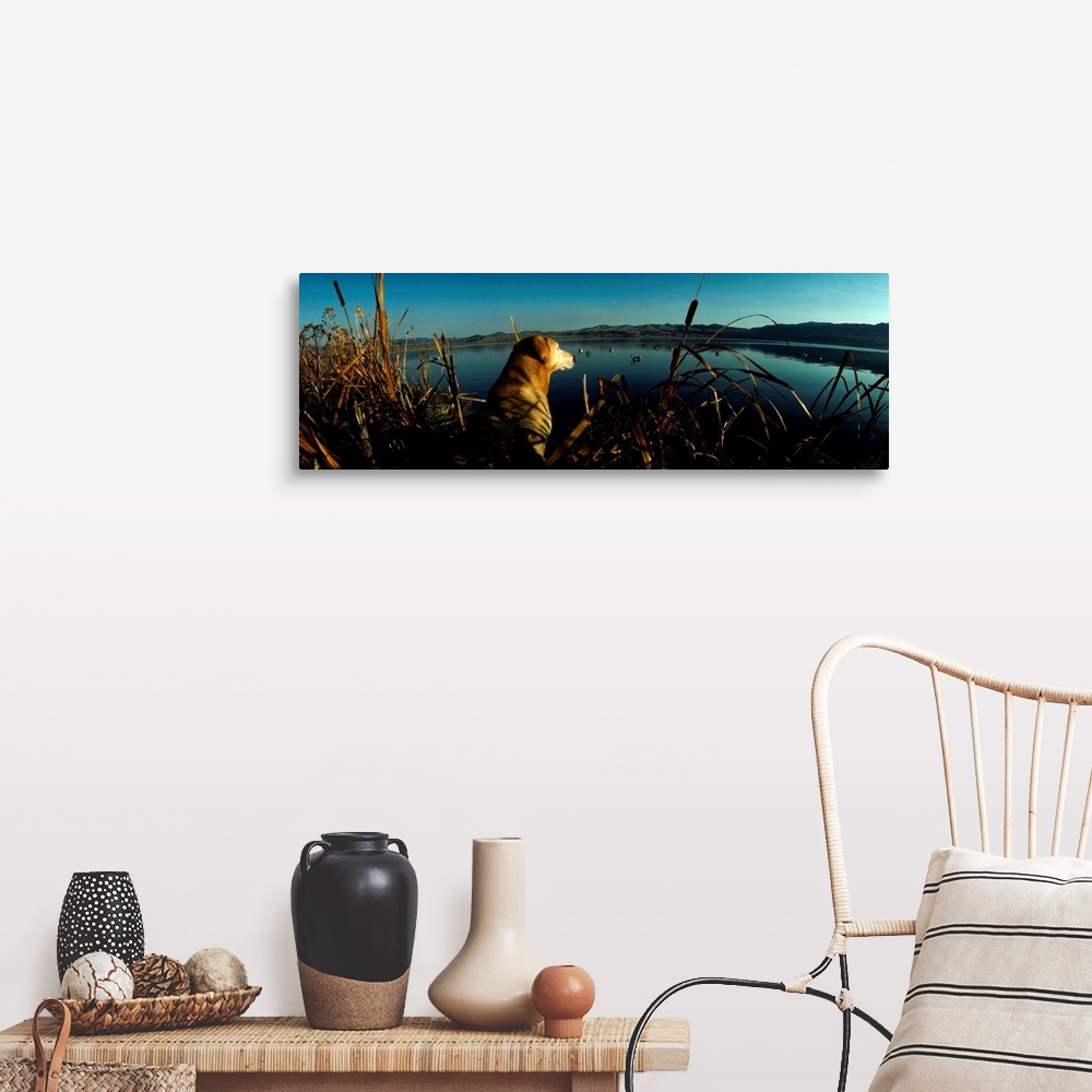 A farmhouse room featuring Panoramic photograph displays a dog patiently waiting in a group of cattails overlooking a large ...