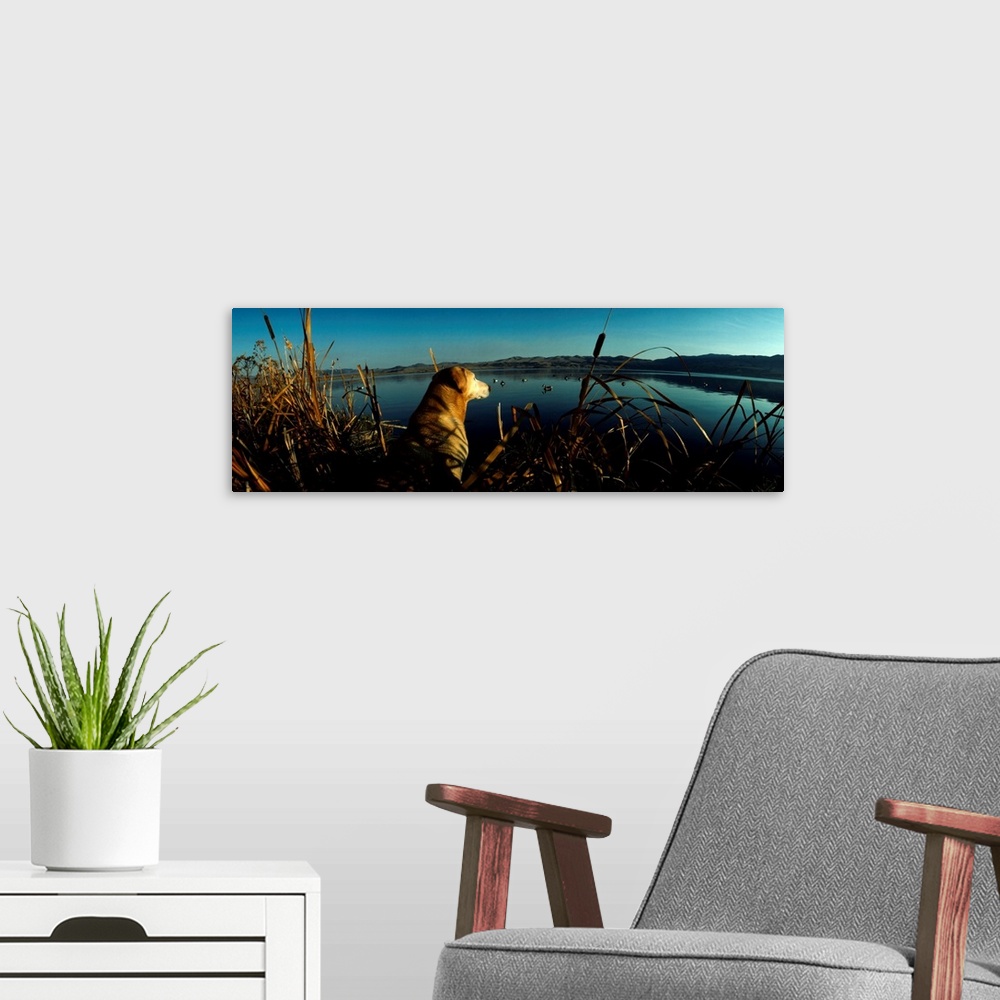 A modern room featuring Panoramic photograph displays a dog patiently waiting in a group of cattails overlooking a large ...