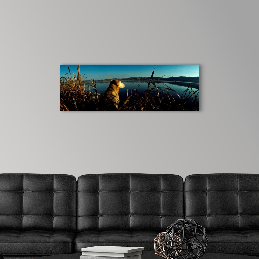 A modern room featuring Panoramic photograph displays a dog patiently waiting in a group of cattails overlooking a large ...