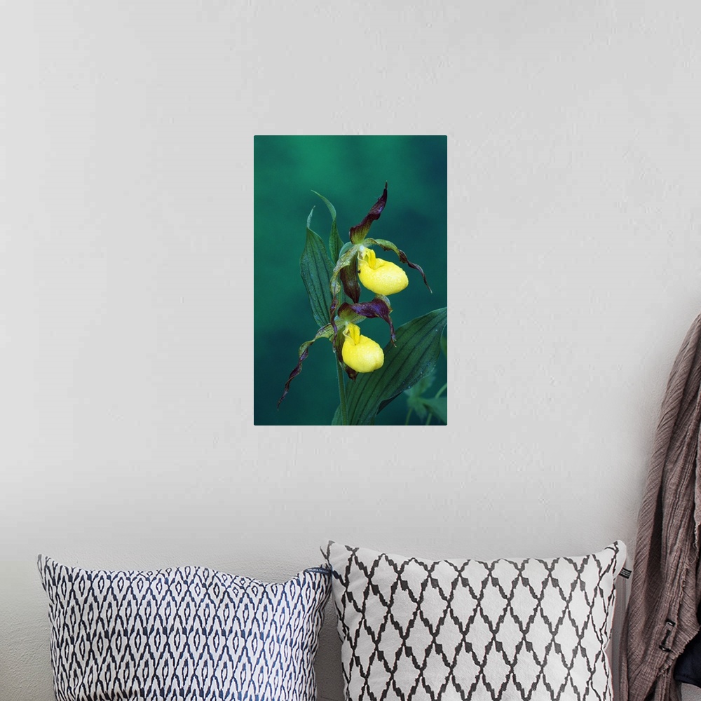 A bohemian room featuring Yellow ladyslipper orchid flower blossoms, close up, Michigan