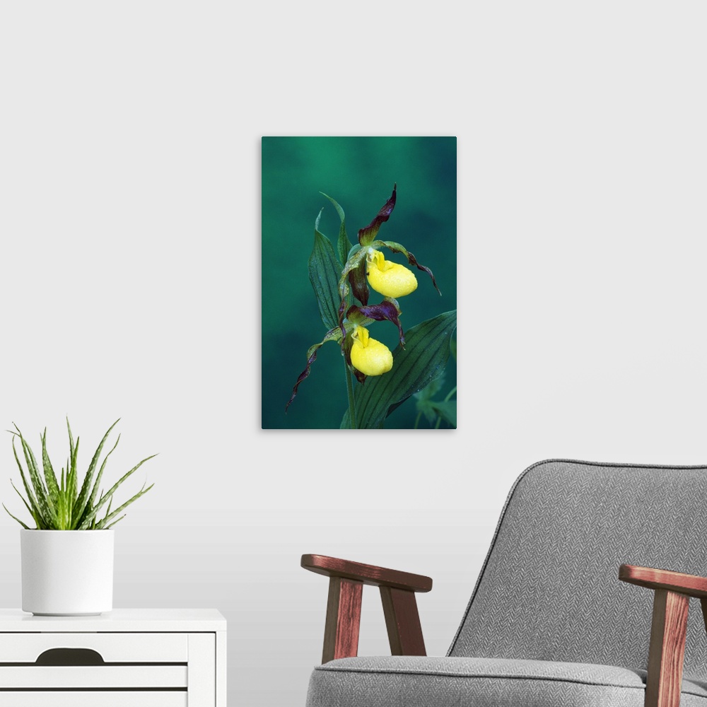 A modern room featuring Yellow ladyslipper orchid flower blossoms, close up, Michigan
