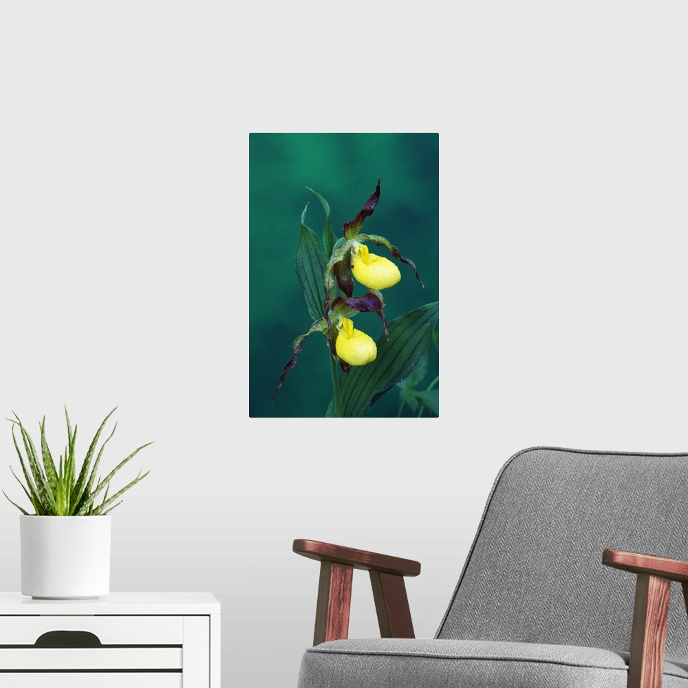 A modern room featuring Yellow ladyslipper orchid flower blossoms, close up, Michigan
