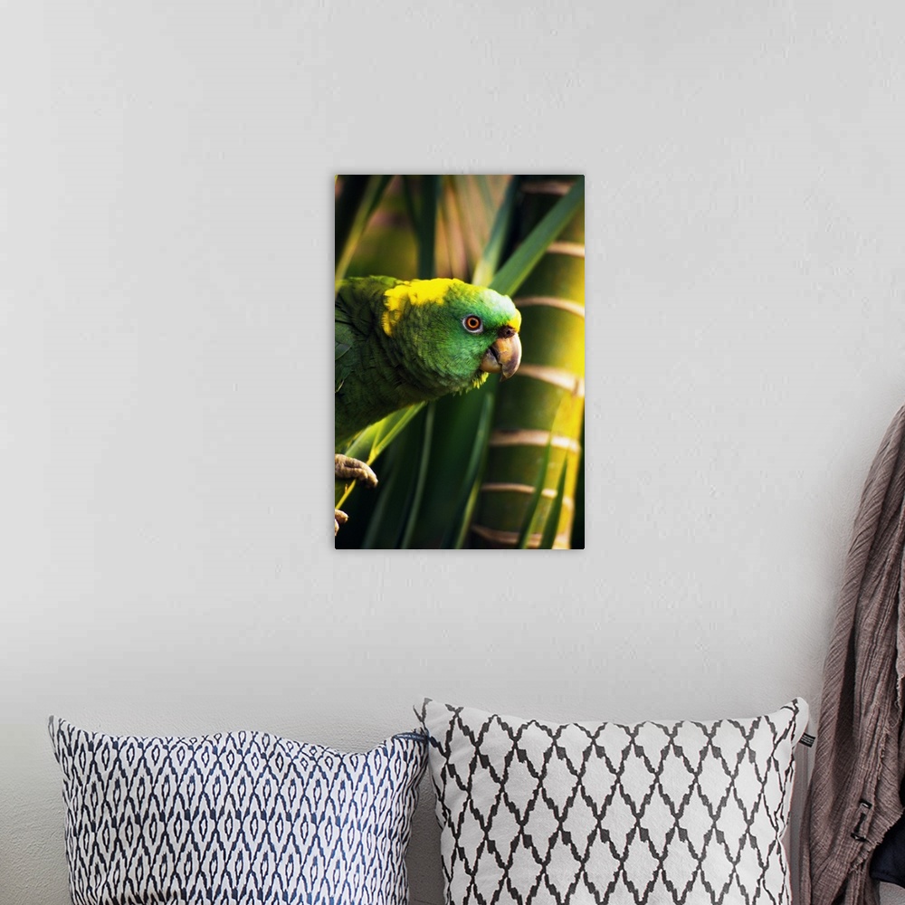 A bohemian room featuring Yellow-naped amazon parrot on perch, portrait profile, Roatan, Honduras.