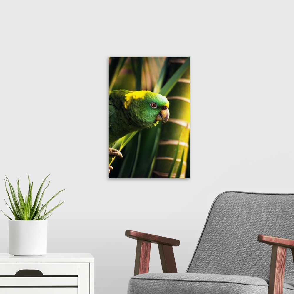A modern room featuring Yellow-naped amazon parrot on perch, portrait profile, Roatan, Honduras.