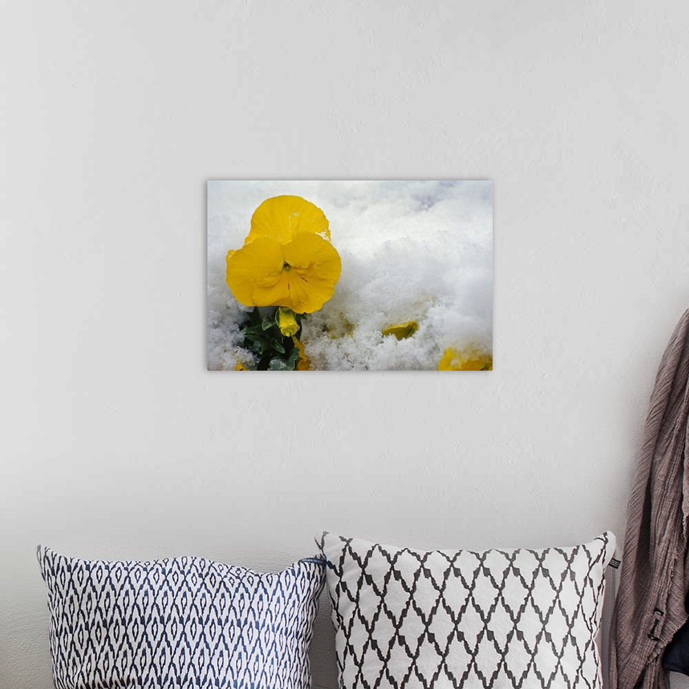A bohemian room featuring Big, landscape photograph of a golden pansy flower in bloom, surrounded by a snow covered ground.