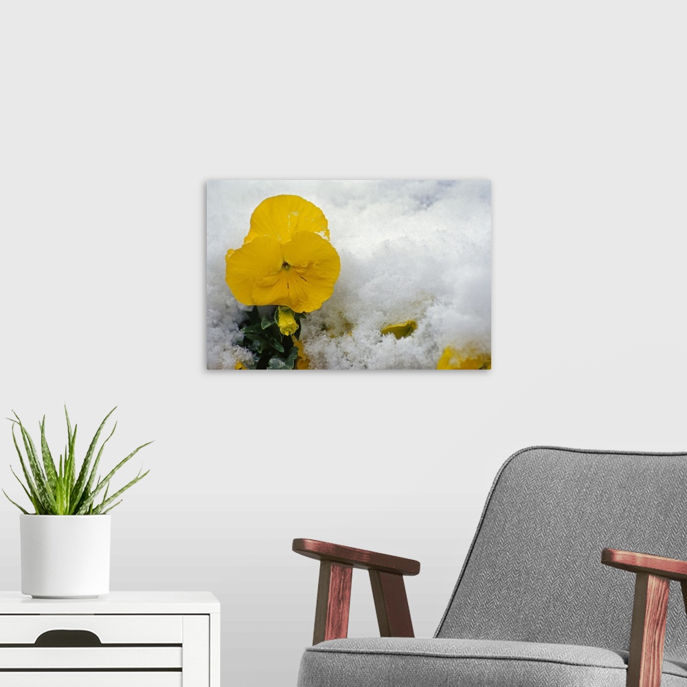 A modern room featuring Big, landscape photograph of a golden pansy flower in bloom, surrounded by a snow covered ground.