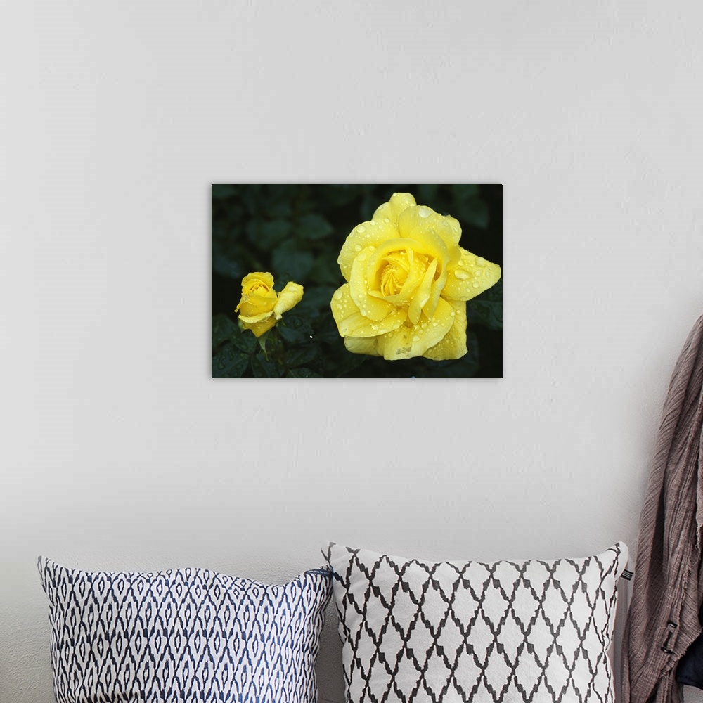 A bohemian room featuring Yellow rose flowers blooming, close up.