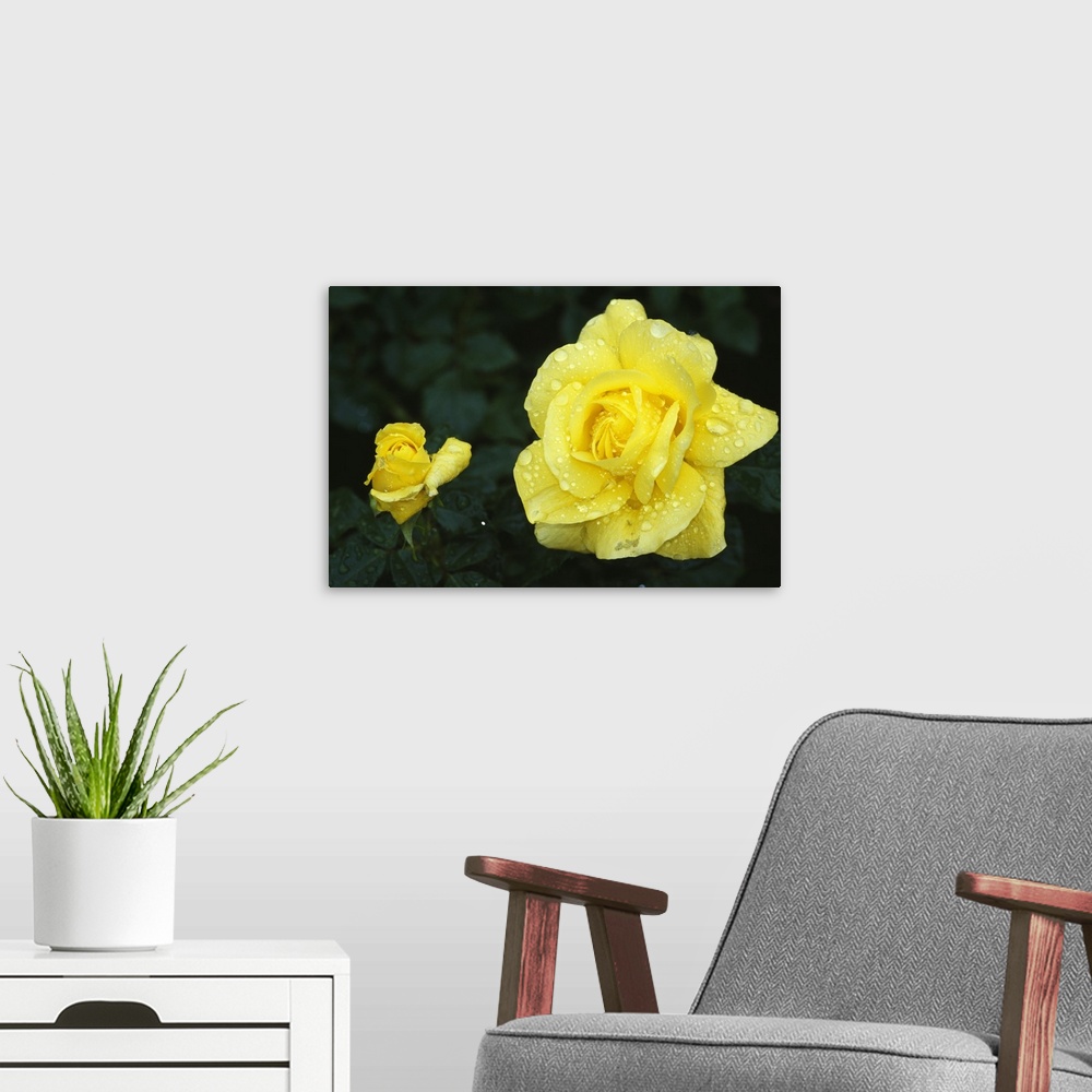 A modern room featuring Yellow rose flowers blooming, close up.