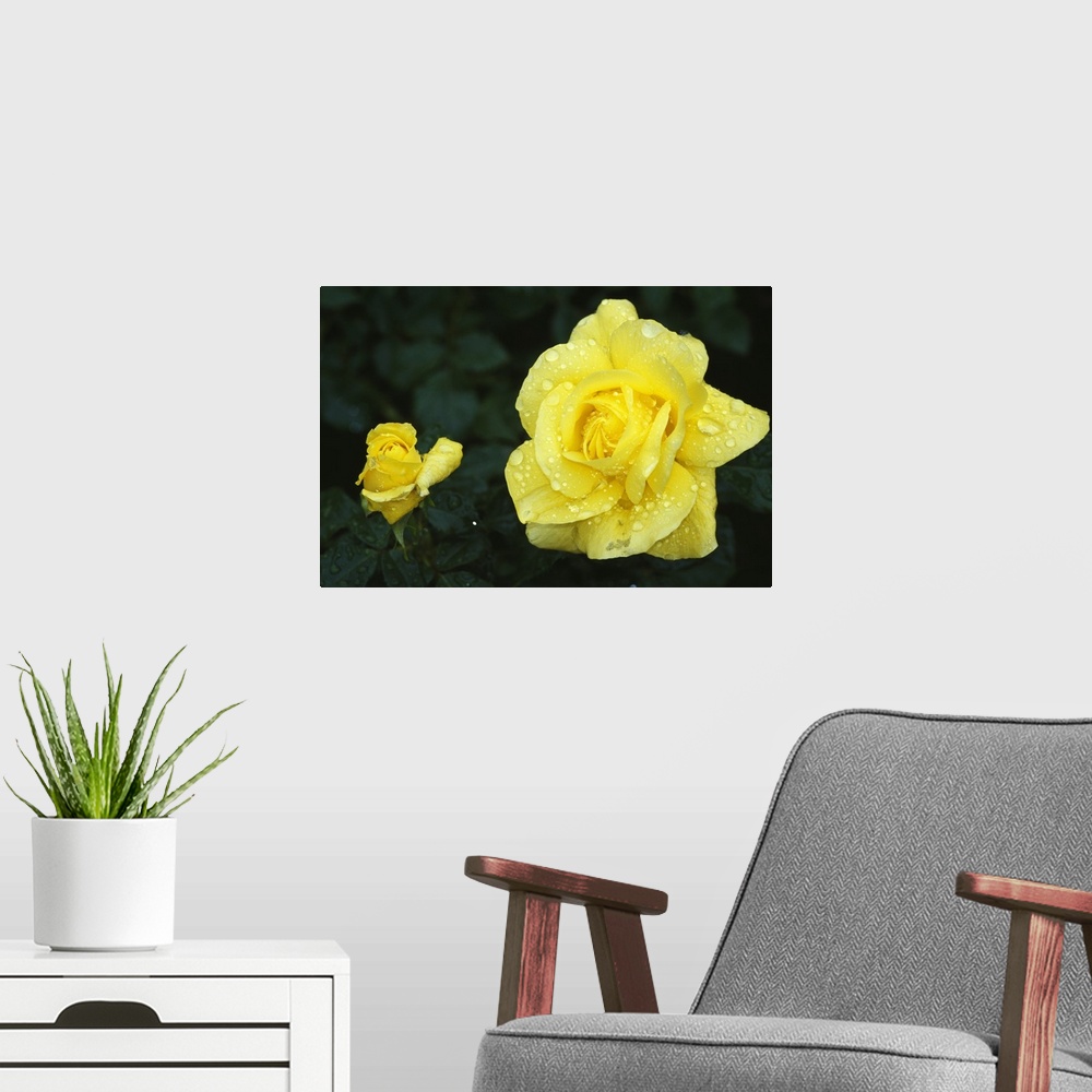 A modern room featuring Yellow rose flowers blooming, close up.