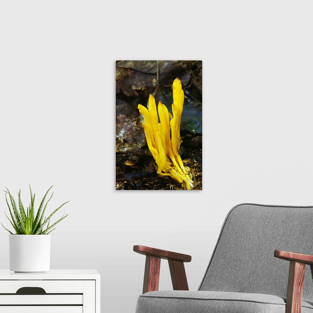 A modern room featuring Yellow spindle coral mushrooms (Clavulinopsis fusiformis) growing in leaf litter, New York
