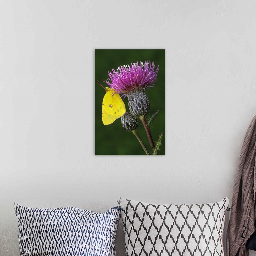 A bohemian room featuring Yellow sulfur butterfly on thistle blossom, close up, Michigan