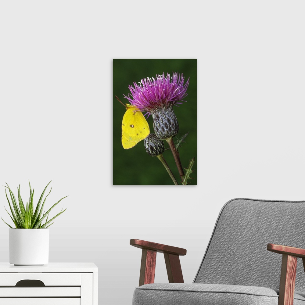 A modern room featuring Yellow sulfur butterfly on thistle blossom, close up, Michigan