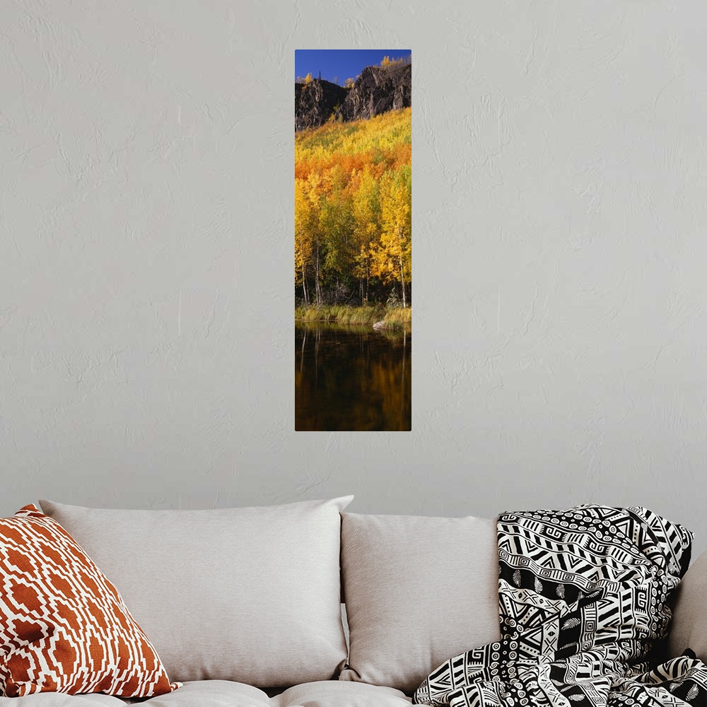 A bohemian room featuring Yellow trees in the forest, Denali National Park, Alaska