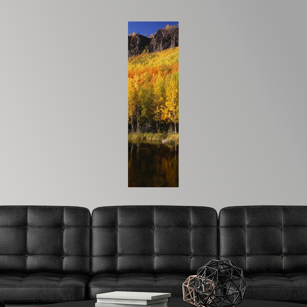 A modern room featuring Yellow trees in the forest, Denali National Park, Alaska