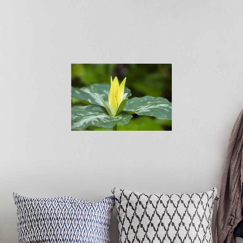 A bohemian room featuring Yellow trillium flower (Trillium luteum) in bloom, close up, Tennessee