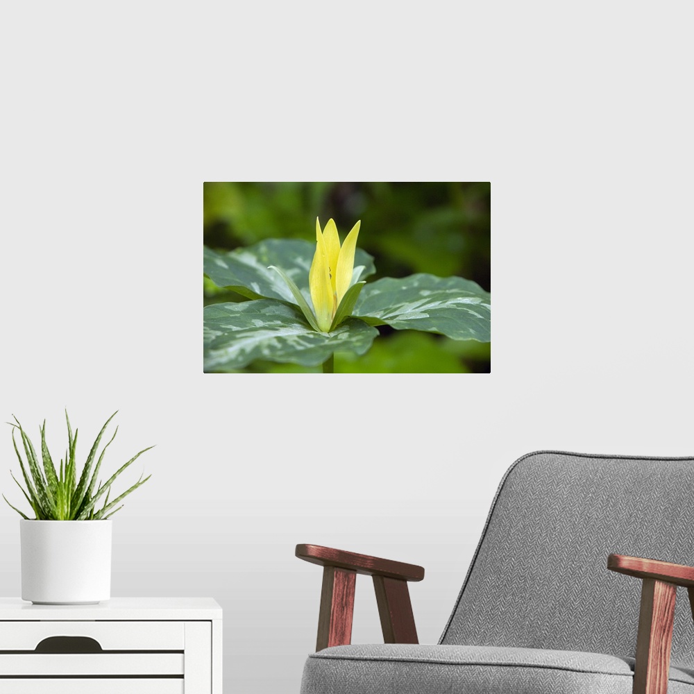 A modern room featuring Yellow trillium flower (Trillium luteum) in bloom, close up, Tennessee