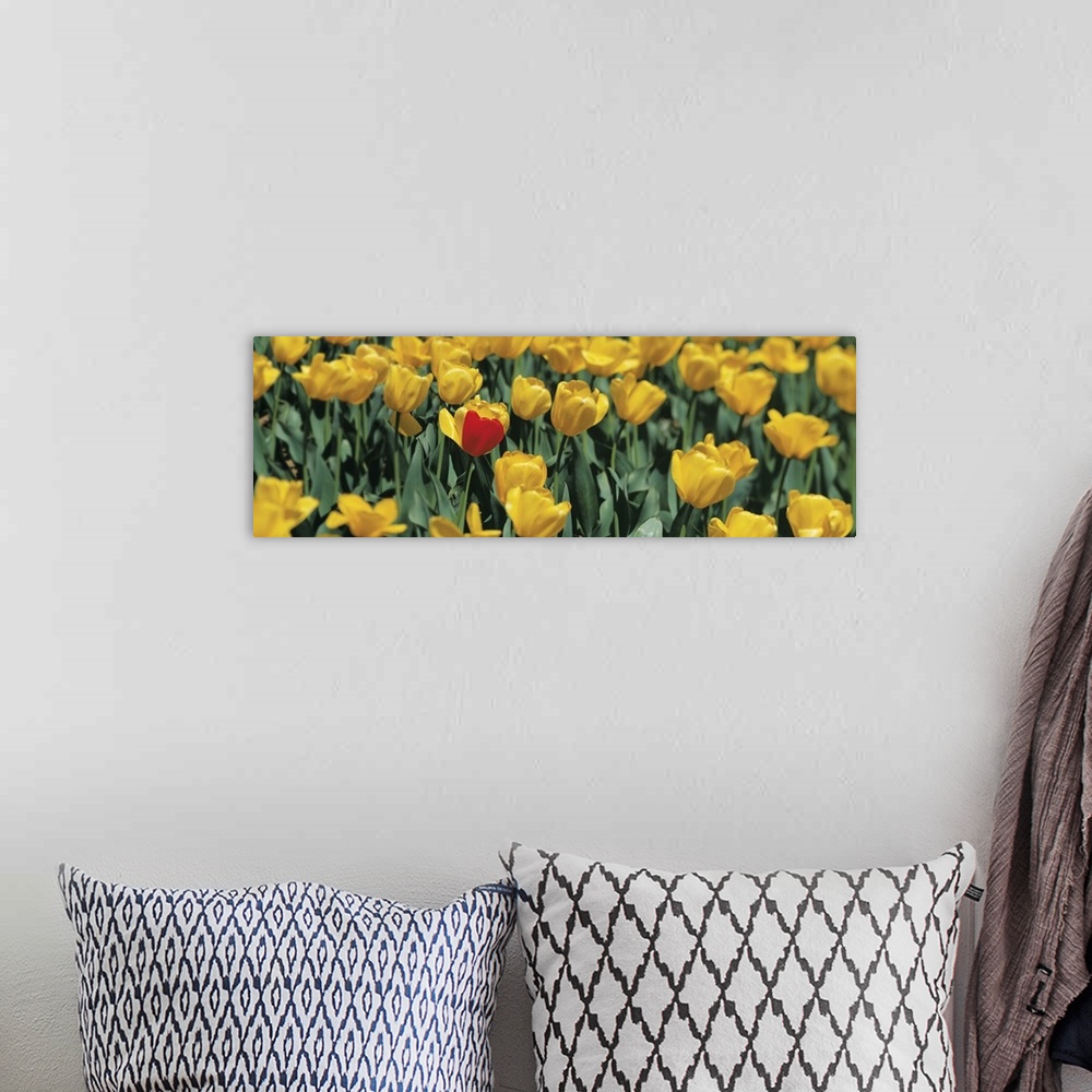A bohemian room featuring Yellow tulips in a field